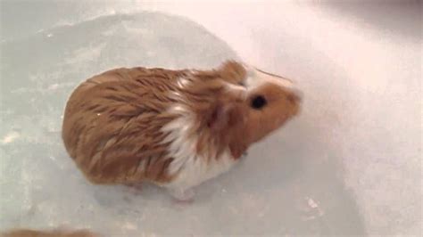 See full list on abyssinianguineapigtips.com Cute guinea pigs taking a bath - YouTube