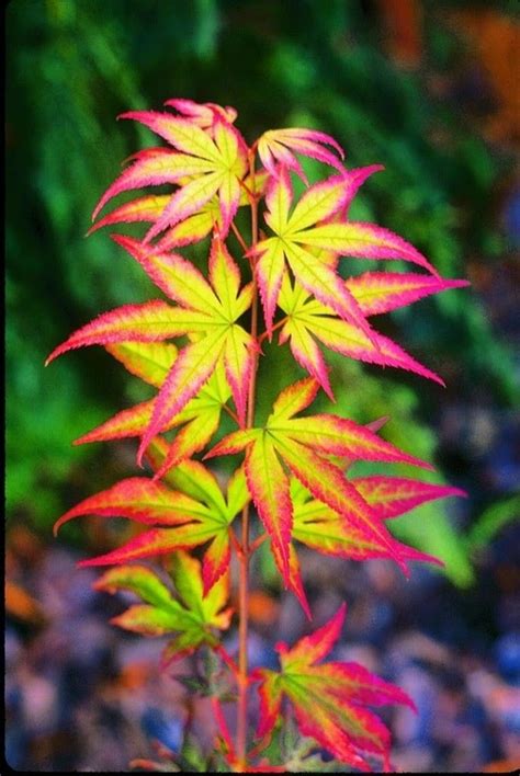 600 x 600 jpeg 85 кб. Acer palmatum tsunami gaky | Acer palmatum, Japanese maple ...
