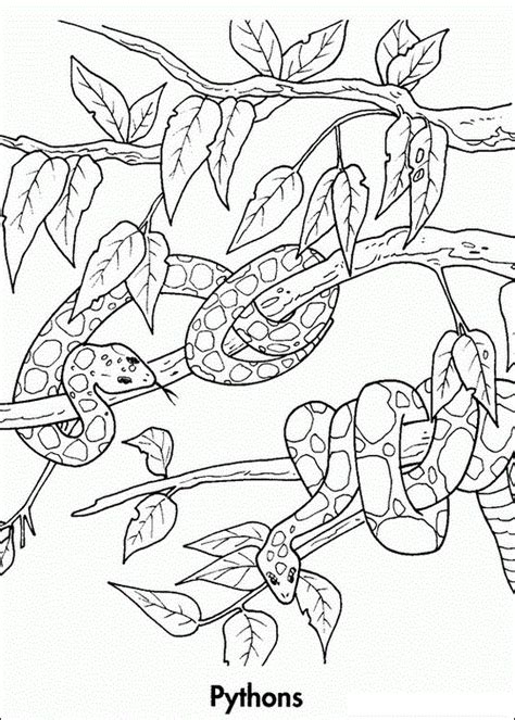 Download and print these free printable rainforest coloring pages for free. Python Colouring In | Coloring pages, Rainforest, Coloring ...