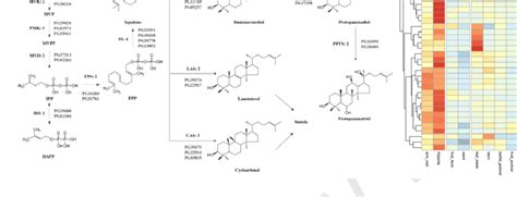Gene Expression In The Mva Pathway For Ginsenosides In P Ginseng A Download Scientific