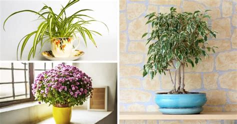 5 tall & beautiful indoor plants you can grow this season. According to this Indian Study, these 5 Indoor Plants are ...