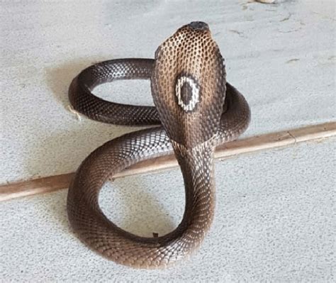 Monocled Cobra Naja Kaouthia With Its Signature O Shaped Or