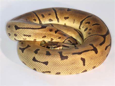 Leopard Spider Morph List World Of Ball Pythons