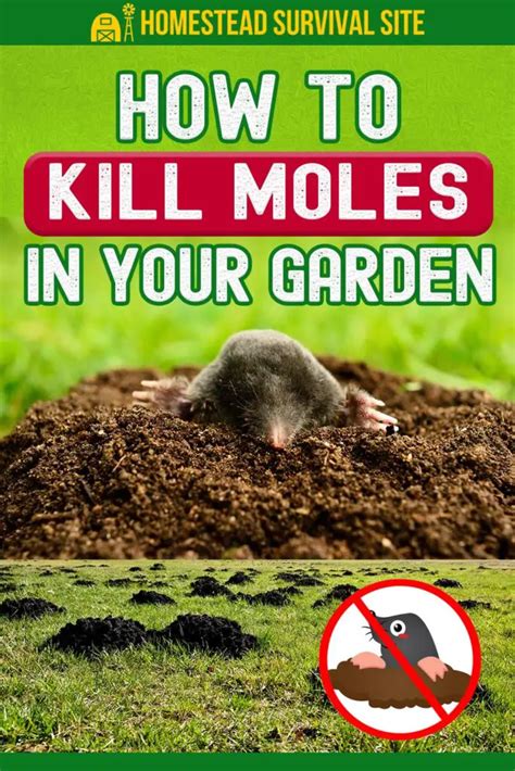 How To Kill Moles In Your Garden Or Yard Homestead Survival Site