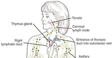 Whens The Last Time You Drained Your Lymph Fluids Lymphatic System