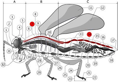 Natural Science 2: Circulatory system in insects