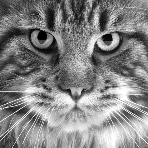 Maine Coon N°2 Limited Edition Of 25 Photography By Jean Michel Labat
