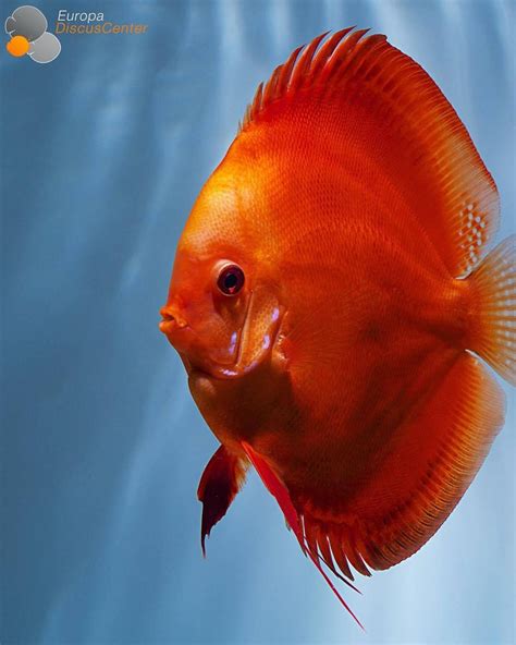 Marlboro Red Discus ️🔥 ️ ⠀ Discus Diskus Diskusfische Aquarium