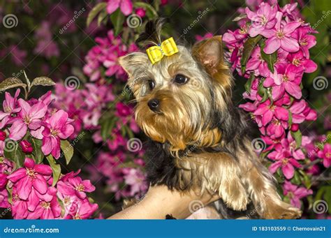 Yorkshire Terrier Dog Portrait On A Background Of Bright Pink Flowers
