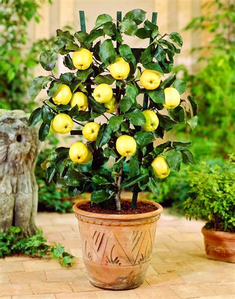 How To Grow Apple Trees In Pots Plant Instructions