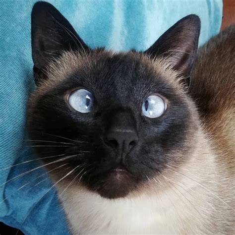 Why Are Siamese Cats Eyes Crossed 12 Design Ideas Is Your Source