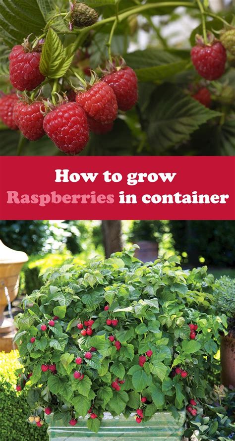 How To Grow Raspberries In Container Growing Raspberries Raspberry