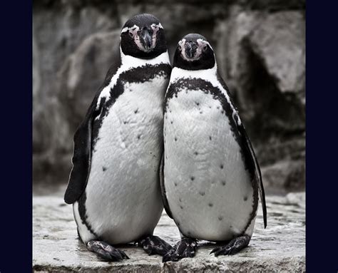 Incredibly Cute Penguins 41 Photos