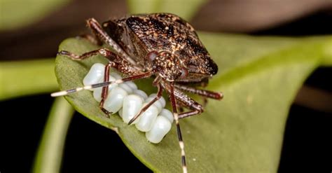 Stink Bug Lifespan How Long Do Stink Bugs Live A Z Animals