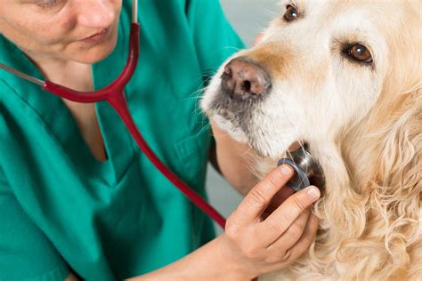 Tumor Of The Throat In Dogs Symptoms Causes Diagnosis Treatment