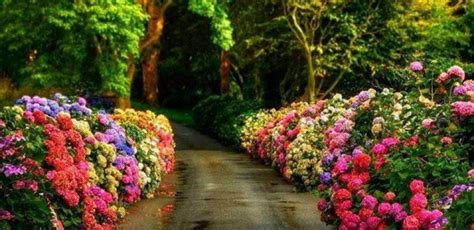 Espectaculares Paisajes con flores de colores muy bonitas ...