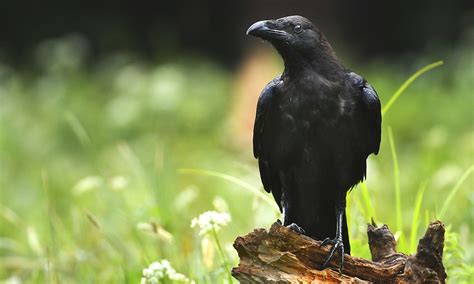 Raven Symbolism And Meaning Totem Spirit And Omens Pet News Live