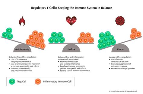 The Suppressive Nature Of Regulatory T Cells And Their Roles In Cancer