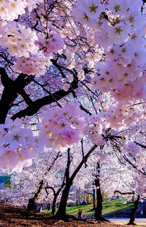 Cherry Blossom Tree Aesthetic Wallpapers Wallpaper Cave