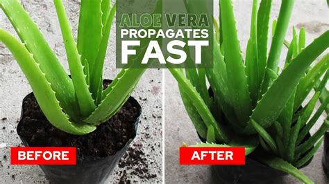 How To Propagate Aloe Vera Fast YouTube