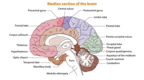 Long And Short Term Effects Of Alcohol On Brain Damage Symptoms