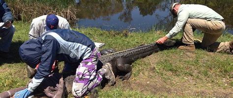 35 Year Study Sheds New Light On Alligators Lifespan The Wildlife