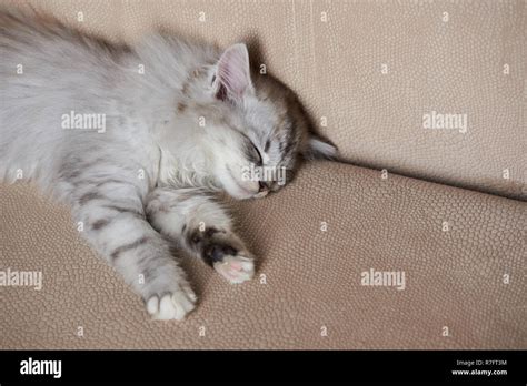 Cute Sleeping Little Cat On Brown Sofa Grey Color Kitty Sleep On Couch