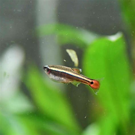 The white cloud mountain minnow is a small, peaceful and active fish which is undemanding and will do well in most community aquariums. White Cloud Mountain Minnow (Tanichthys albonubes) - $1.50