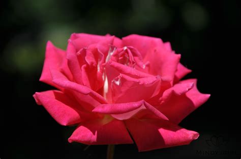 Check spelling or type a new query. Stopped to smell a rose at Owen Rose Gardens in Eugene ...
