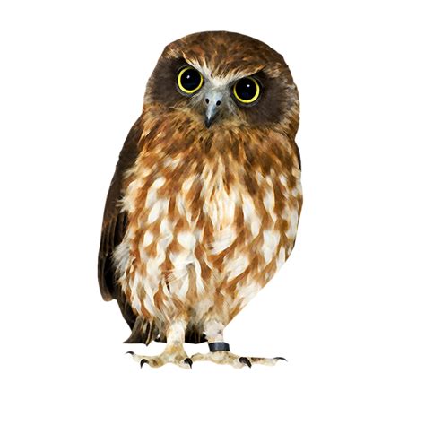 Owl Png Transparent Image Download Size 700x700px