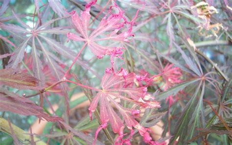 However, like almost any other plant or tree, japanese maples are susceptible to diseases.some which are inconsequential, others which can be deadly if not caught and treated early. Leaves Brown And Dying On Japanese Maple Picture - Gardenality