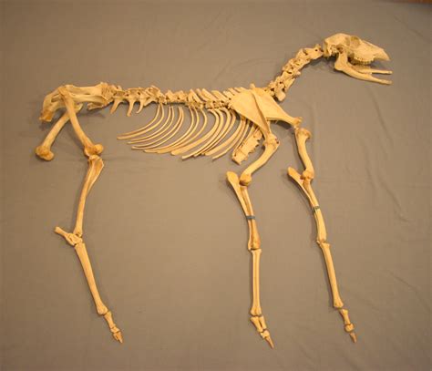 Since the backbone is essentially the back plane or internal switching matrix of the box, proprietary, high performance technology can be used. Deer skeleton puzzle | ingridscience.ca