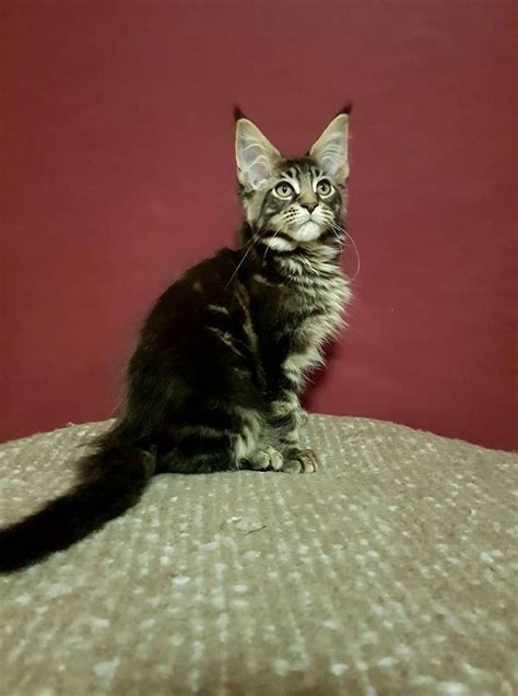 1 of our dom male cats keep going after him and it is not fair to him. Maine Coon Cats For Sale | Bangor, MI #176468 | Petzlover