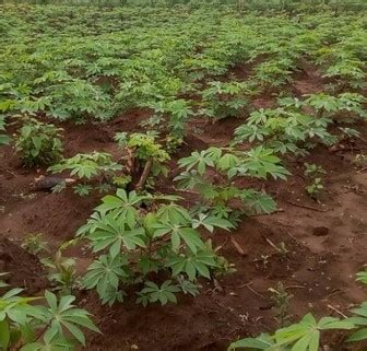 Cara menanam ubi kayu yang baik dan benar agar berbuah banyak | berkebun singkongubi kayu merupakan makanan yang banyak disukai, dan dikonsumsi masyarakat. 15 Cara Budidaya Ubi Kayu yang Benar
