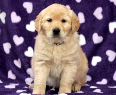 The breed pairing produced four puppies, which showed promise of being outstanding upland bird dogs. Golden Retriever Puppies For Sale | Puppy Adoption ...