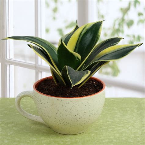 Bunny ears plants belong to the opuntia genus that during its first year in the new container, you need to water your cactus regularly to promote like all desert species, bunny ears cacti will need some extra care regarding watering until they get used to. 8 Succulents You Can Grow in Teacups & Coffee Mugs