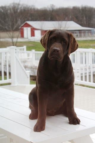 The labradoodle is a cross between the labrador retriever and the poodle. Long Lane Labs, Labrador Retriever Breeder in Winamac, Indiana