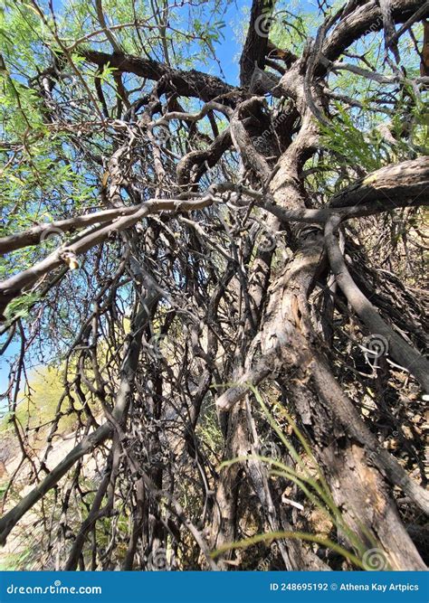 Wild Desert Tree Exposed Roots Branch Formations Nature Wood Plants