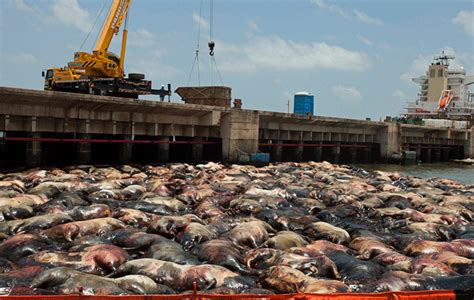 4400 Dead Cows Are Decomposing In A Sunken Ship In A Brazilian River