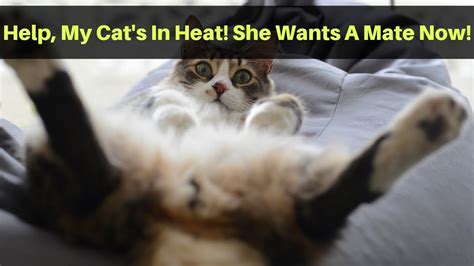 How Long Does A Cat Stay In Heat Spay Your Female Cat Or Find A Male To Mate Her With Youtube