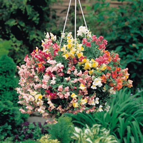 The selection of seeds below are ideal for populating hanging baskets and containers with a range of vibrant colours and fragrances. Antirrhinum 'Trailing Mix' - Hanging Basket Plants - Van ...