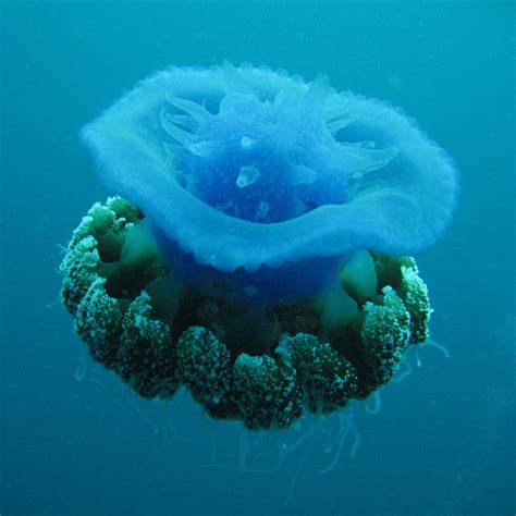 Real Monstrosities Cauliflower Jellyfish Cephea