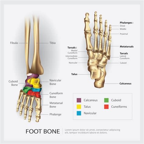 Premium Vector Foot Bone Anatomy Vector Illustration
