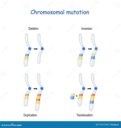 Chromosomal Mutation Inversion Duplication Translocation Deletion