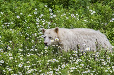 Photos Polar Bears Bears Kermode Grass Animals