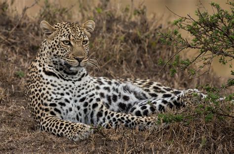 Le Migliori Collezioni Sfondi Leopardo Sfondosfondi