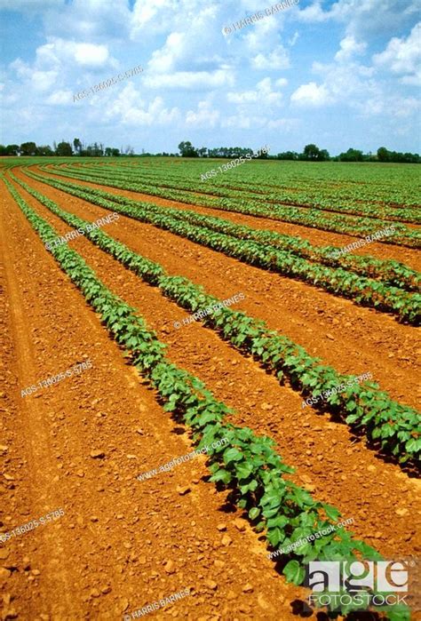 Agriculture Early Growth Cotton Plants Grow In A Conventionally