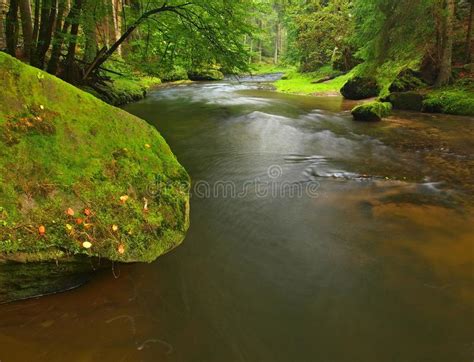 Mountain Stream In Fresh Green Leaves Forest After Rainy Day First