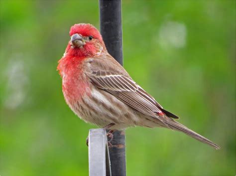 Types Of Red Birds Found In Iowa Nature Blog Network