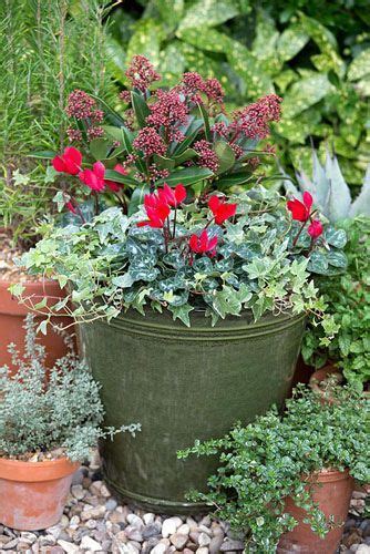 14 Cheerful Winter Container Gardens Winter Potted Plants Autumn